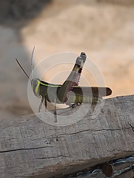 Grasshopper photography