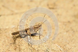 Grasshopper on plant