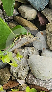 Grasshopper on plants near river rocks