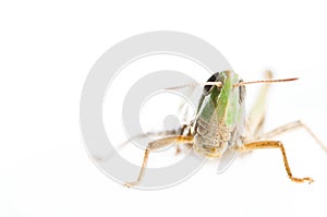 Grasshopper portrait isolated on white