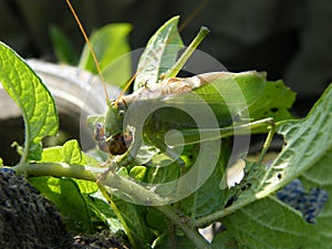 Grasshopper on the potatoe leaf is eating