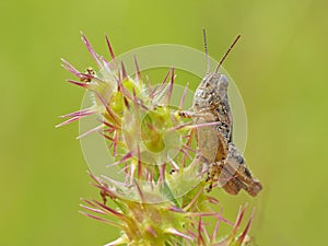 Grasshopper On Pricker Plant 2