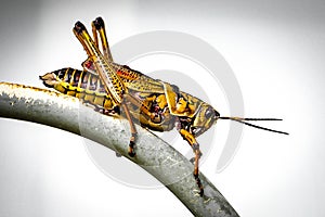 Grasshopper profile close up portrait