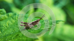 Grasshopper on rasberry leaf Hungary, Europe