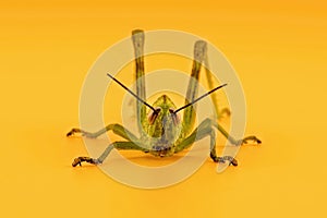 A Grasshopper Ready To Spring