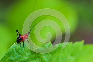 Grasshopper red on a green leaf