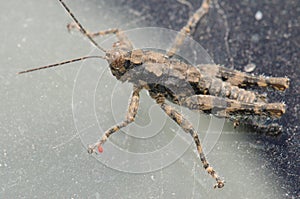 Grasshopper with a red mite on one of its legs.