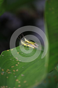 Grasshopper , reproduce on a leaf in the grden