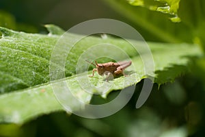 A grasshopper resting on a green leaf close-up