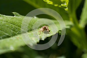 A grasshopper resting on a green leaf close-up