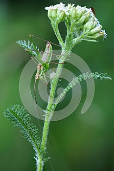 Grasshopper resting on a meadow plant at dusk. Camouflage. photo