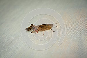 Grasshopper resting on rugged cloth, macro photography