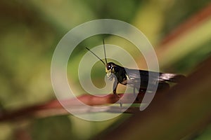 grasshopper resting on a stem of a plant with a blurred background