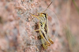 Grasshopper on a rock