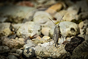 Grasshopper On Rocks At Local Park