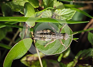 Grasshopper on a round leaf in the garden, Close up macro view