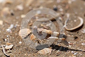 Grasshopper in the sand