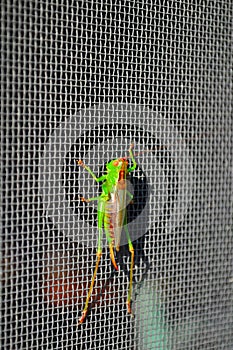 Grasshopper on screen