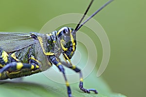 Grasshopper seen in urban stretch of the Atlantic Forest