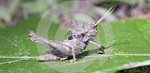 Grasshopper seen in urban stretch of the Atlantic Forest