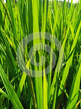 Grasshopper shadow  on the rice leaf