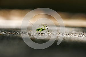 Grasshopper on sharpness line