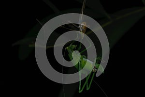 Grasshopper shedding skin