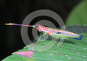 Grasshopper from Sinharaja