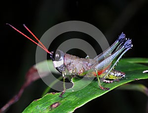 Grasshopper from Sinharaja