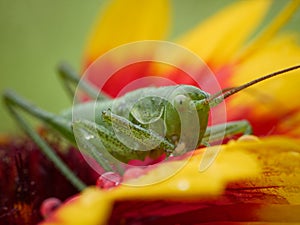Grasshopper sits on a beautiful flower. Close-up macro photography