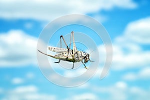 Grasshopper sits on glass shield on the background of cloudy sky. Large locust insect in nature close-up