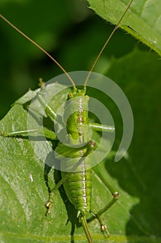 Grasshopper sits on the grass close-up. Macro photo of a grasshopper sitting on a sheet. Locust sitting in the grass.