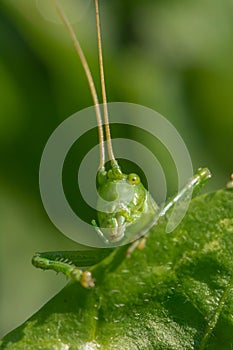 Grasshopper sits on the grass close-up. Macro photo of a grasshopper sitting on a sheet. Locust sitting in the grass.