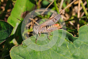 Grasshopper sits on the grass close-up. Macro photo of a grasshopper sitting on a sheet. Locust sitting in the grass. A green