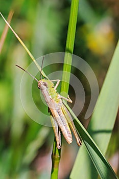 Grasshopper sits on the grass close-up. Macro photo of a grasshopper sitting on a sheet. Locust sitting in the grass. A green