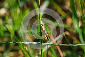 Grasshopper sits on the grass close-up. Macro photo of a grasshopper sitting on a sheet. Locust sitting in the grass. A green gras