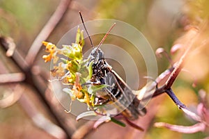 Grasshopper sits on the grass close-up. Macro photo of a grasshopper sitting on a sheet. Locust sitting in the grass. A green gras