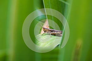 Grasshopper sits on a green leaf of flower