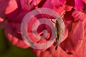 Grasshopper sits in red flower. Close-up.Macro effect photo