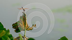 A grasshopper sits and swings on a leaf. The beauty of nature.