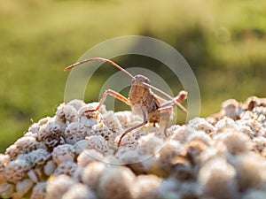 A grasshopper sits on a yarrow flower in a green meadow.