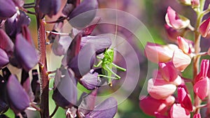 Grasshopper sitting on beautiful purple lupine flower, great green bush cricket