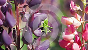Grasshopper sitting on beautiful purple lupine flower, great green bush cricket