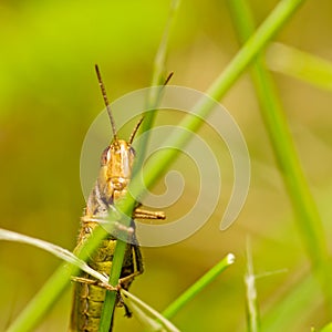 Grasshopper sitting on a blade of grass.