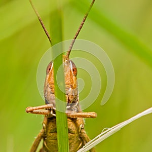 Grasshopper sitting on a blade of grass.