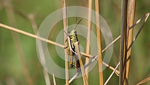 Grasshopper sitting on a blade of grass