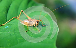 Grasshopper is sitting on the edge of a large green leaf and basking in the sun