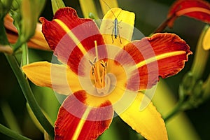 Grasshopper sitting on the flower