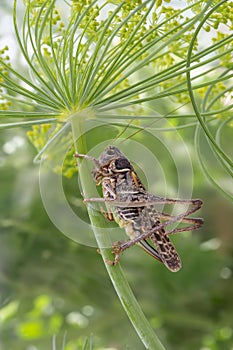 Grasshopper sitting on a flowered dill
