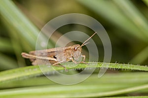 Grasshopper sitting on the grass